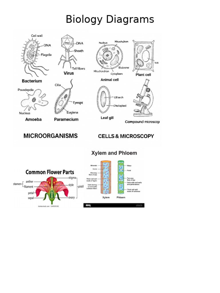 Biology Diagrams Pdf