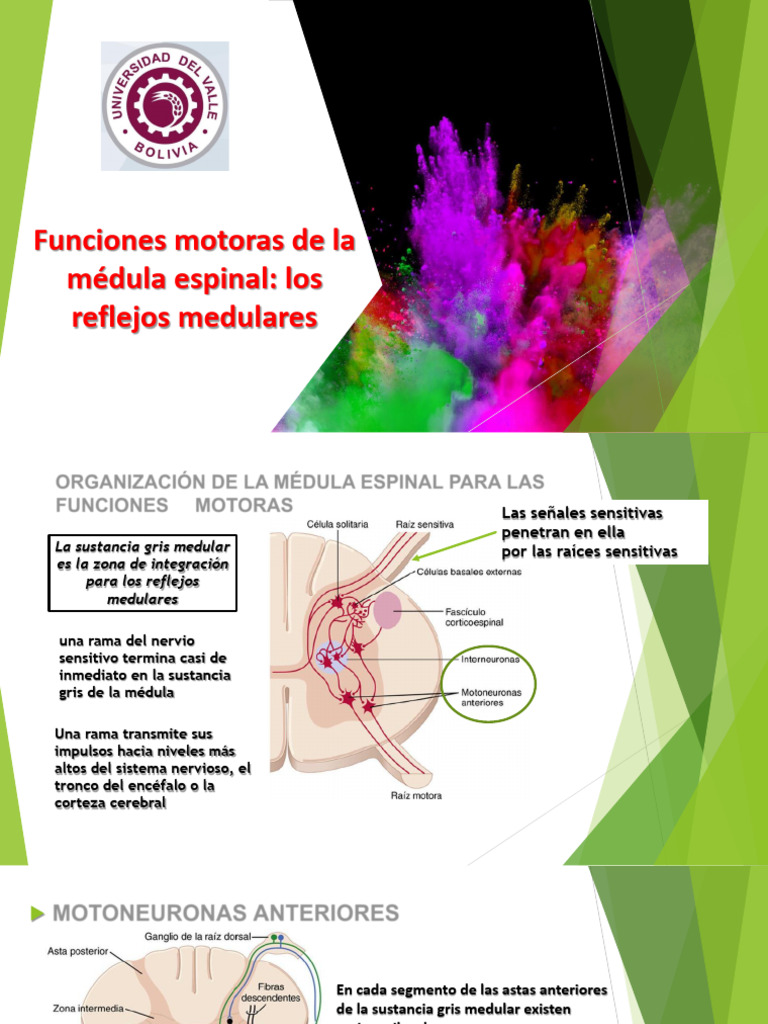 Reflejos medulares y funciones motoras | PDF | Materia gris | Músculo