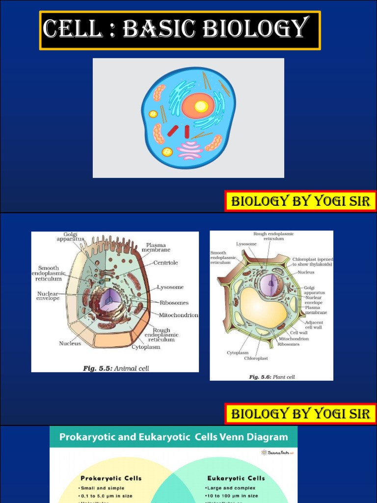 Cell Biology Basics: Membranes & Organelles | PDF | Cell (Biology ...