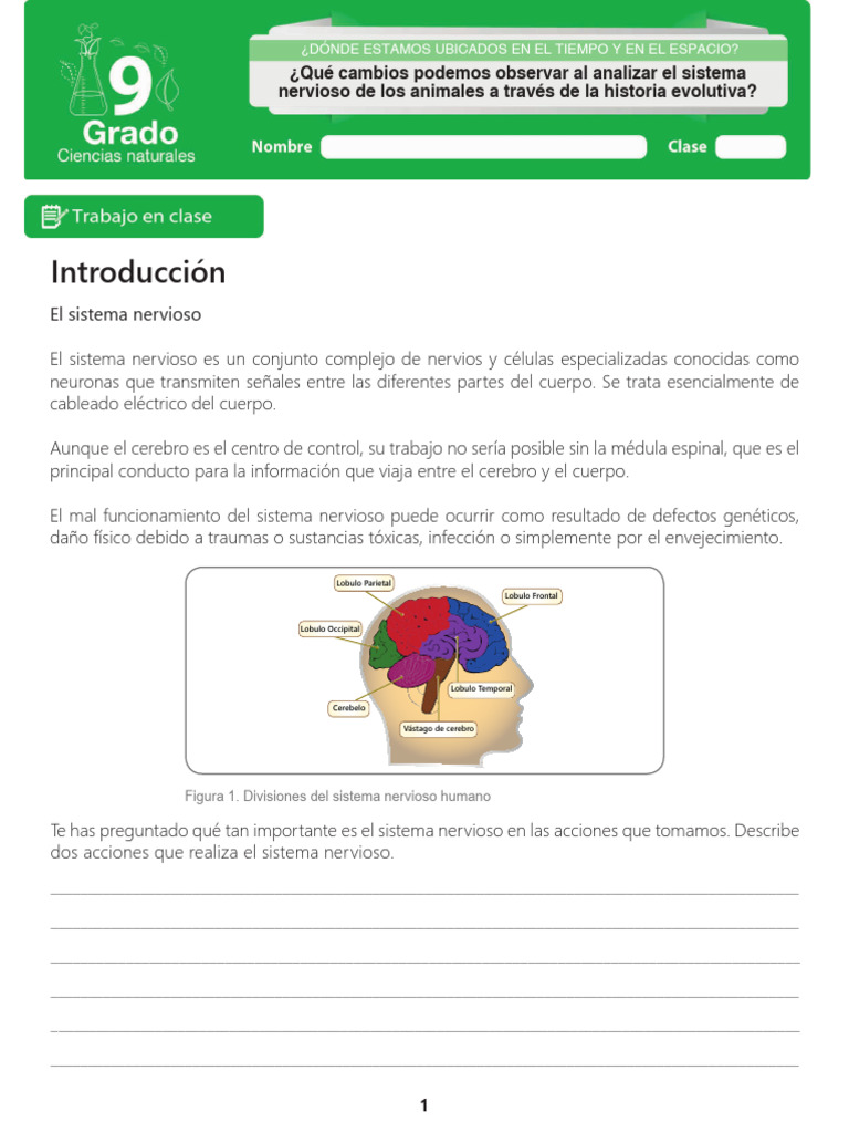Evolución del Sistema Nervioso Animal | PDF | Sistema nervioso | Cerebro
