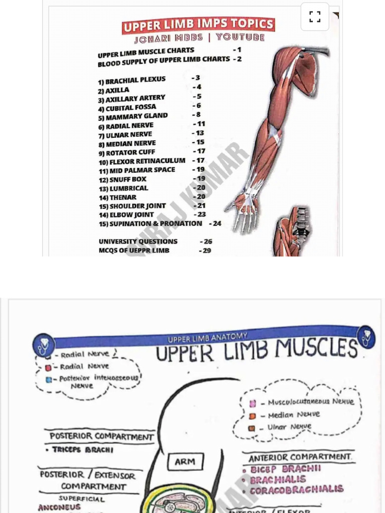 Upper Limb | PDF