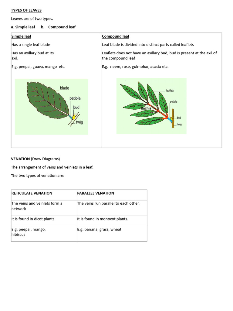 Types and Functions of Leaves Explained | PDF | Leaf | Plants