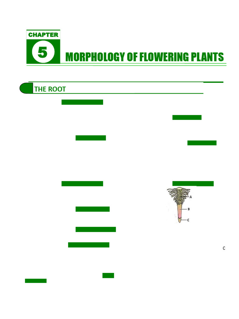 5.morphology of Flowering Plants-2 | PDF | Flowers | Leaf