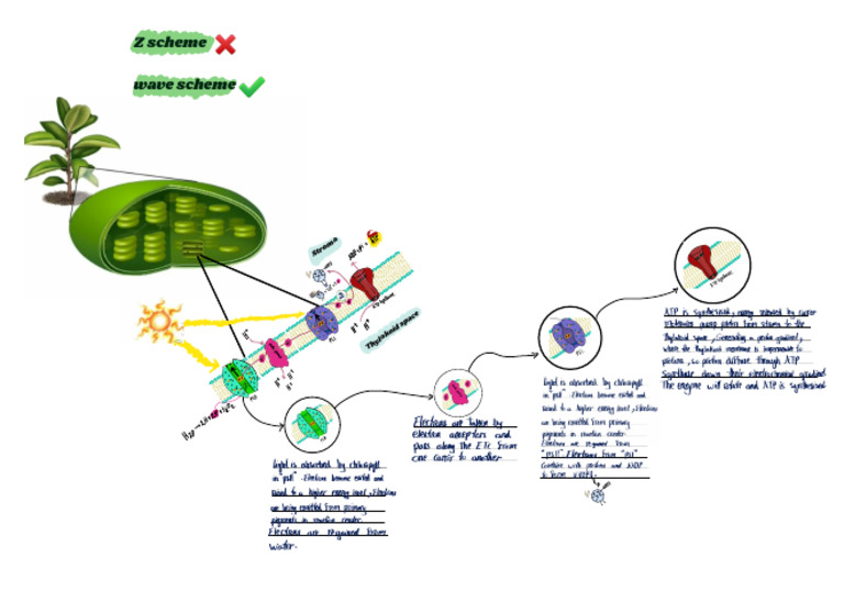 Z Scheme Photosynthesis | PDF