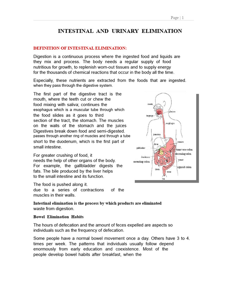 Image showcasing Intestinal and Urinary Elimination | PDF | Gastrointestinal Tract ...