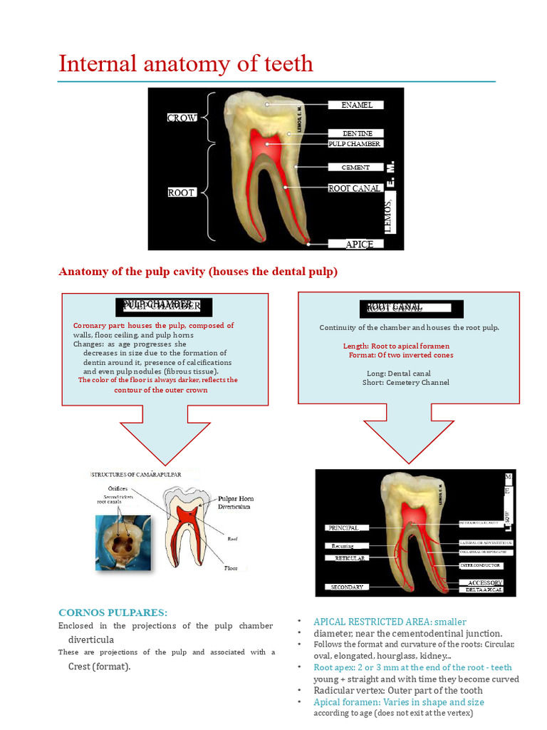 Internal Tooth Anatomy Explained | PDF | Dental Anatomy | Dentistry