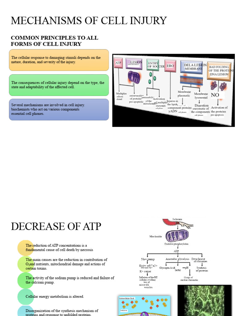 Cell Injury Mechanisms Explained | PDF
