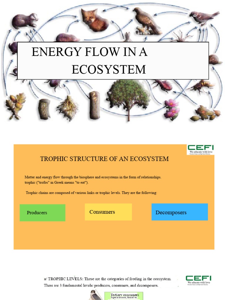 Energy Flow and Trophic Structure | PDF