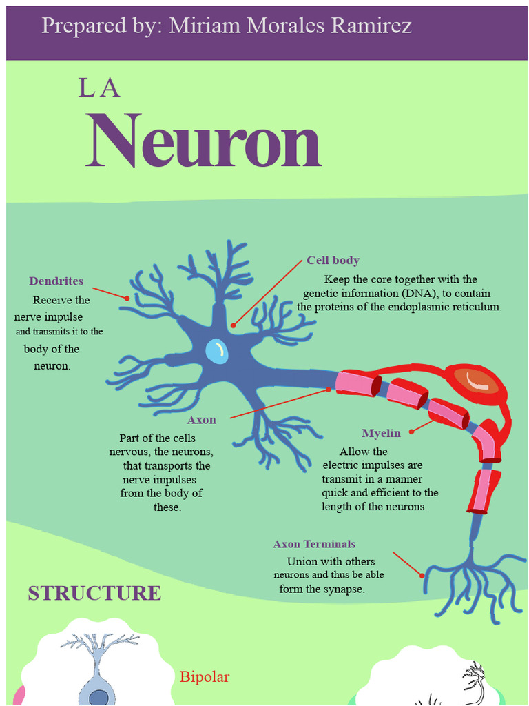 Neuron Structure and Function Explained | PDF