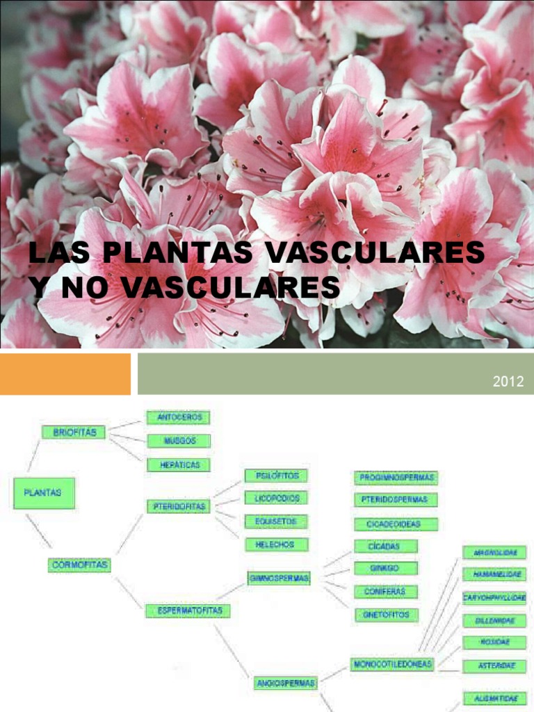 Plant visual data 6