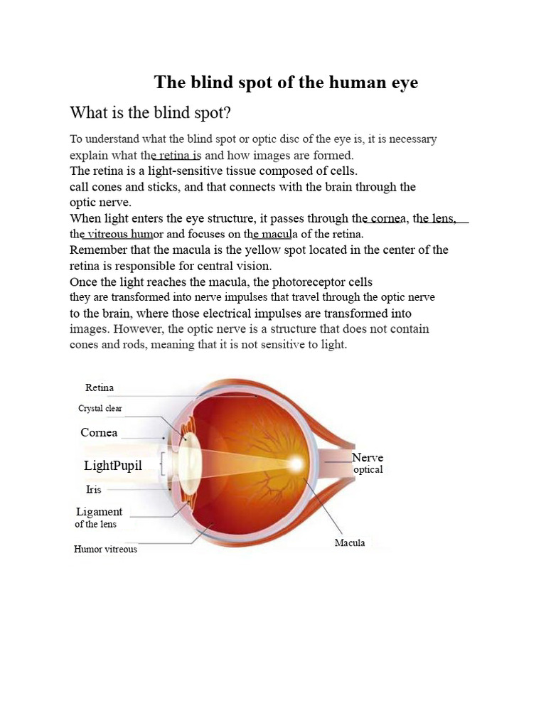 The Blind Spot of The Human Eye | PDF | Retina | Eye