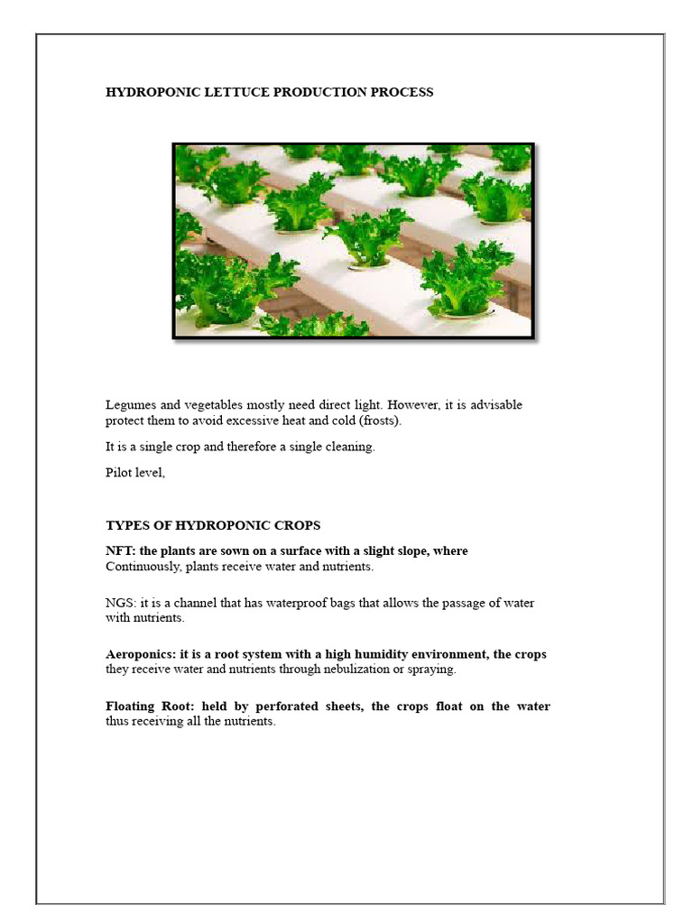 Production Process of Hydroponic Lettuce....11 | PDF | Hydroponics ...