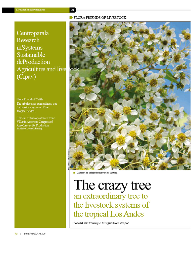 Arboloco: Key Tree for Andean Livestock | PDF | Trees | Wood