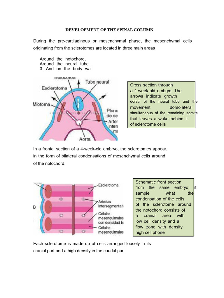 Spinal Column Development and Spina Bifida | PDF | Vertebra | Spinal Cord
