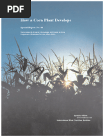 Corn Growth Stages: Days & GDUs Guide | PDF | Seed | Maize
