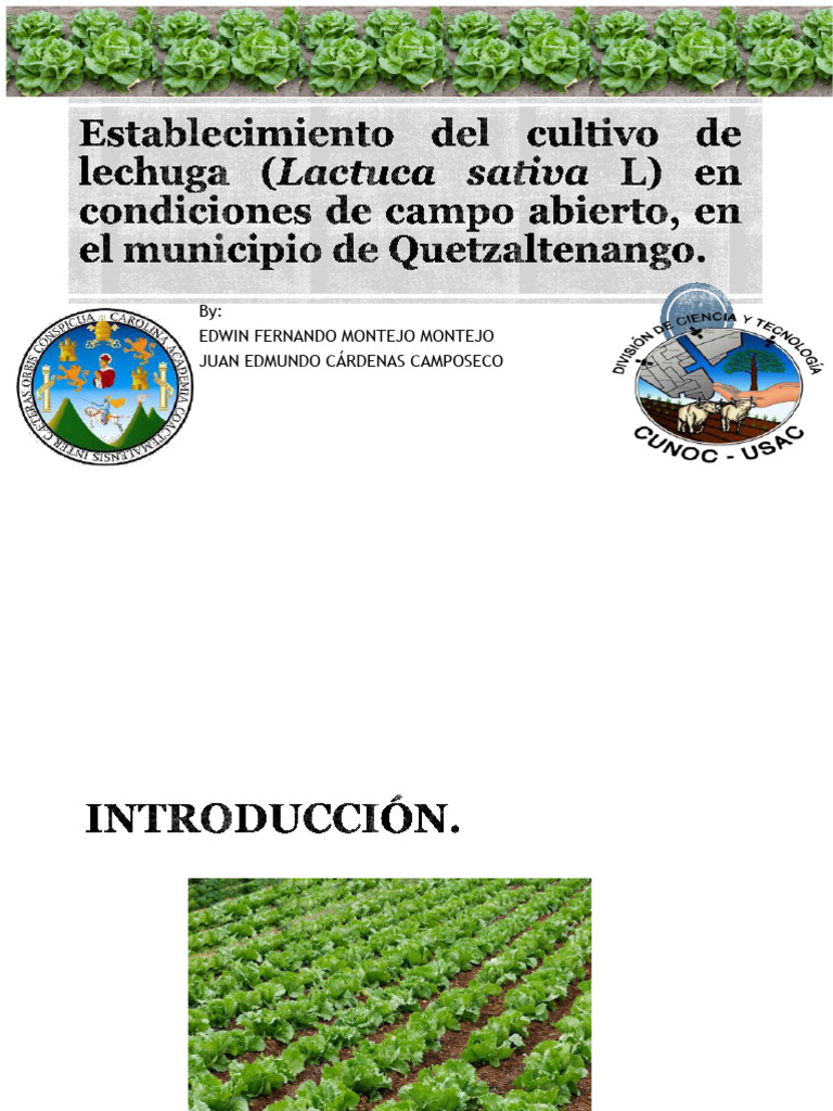 Cultivating Lettuce in Quetzaltenango | PDF | Lettuce | Agriculture
