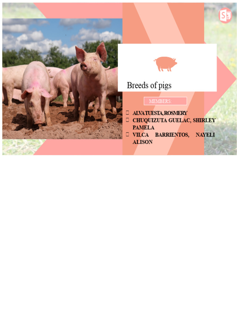 Notable Pig Breeds and Characteristics | PDF | Pig | Meat