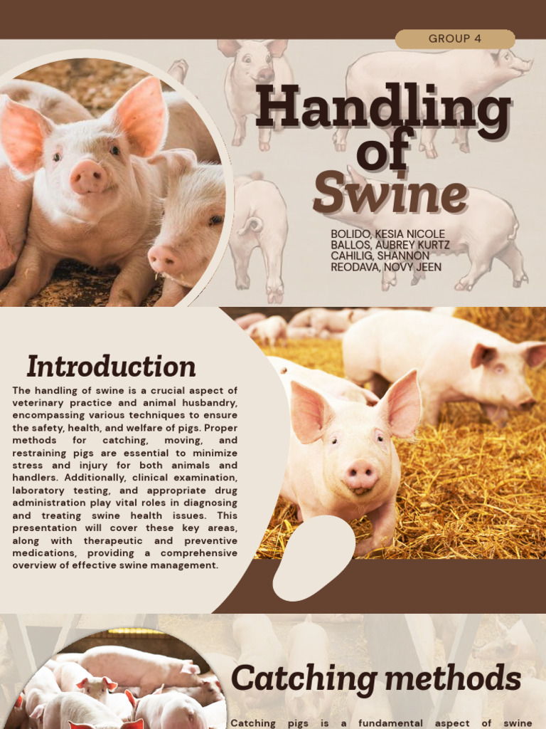 Effective Swine Handling Techniques | PDF | Pig | Trapping