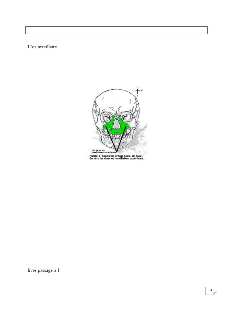 Anatomie des os maxillaire et lacrymal | PDF | Tête et cou chez l ...