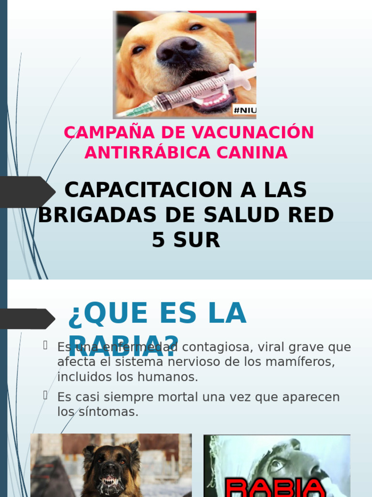 Campaña Antirrabica BV | PDF | Rabia | Medicina