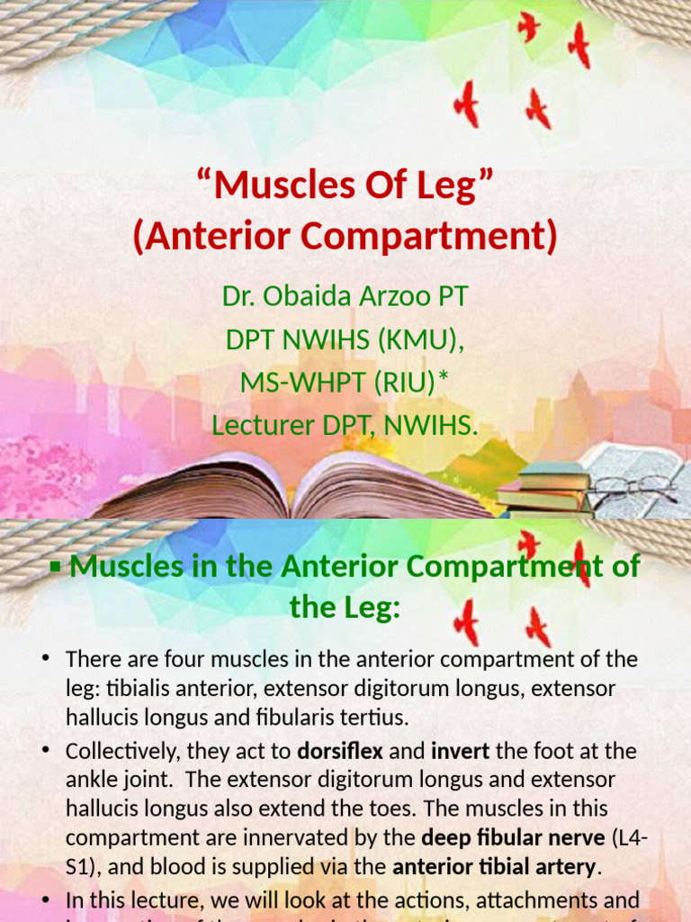 Anterior Leg Muscles Overview | PDF | Foot | Human Leg