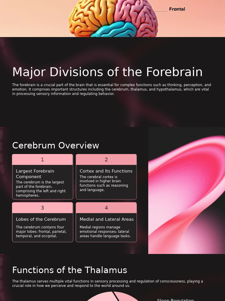 Major Divisions of the Forebrain | PDF | Cerebrum | Limbic System