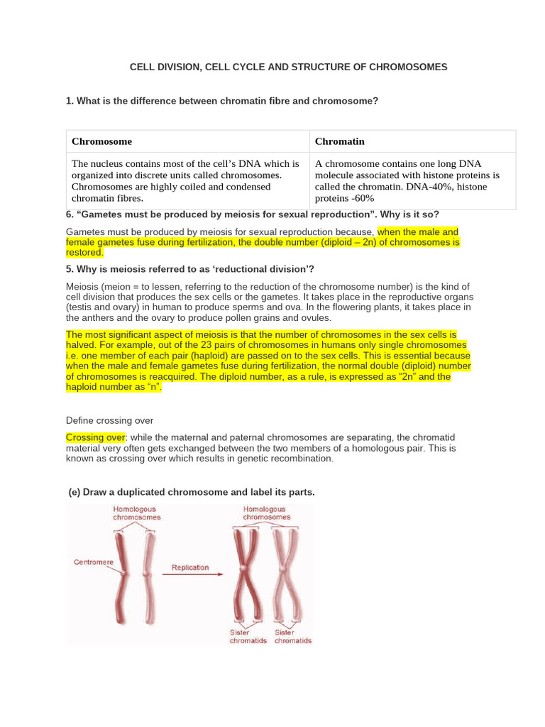 Cell Division, Cell Cycle and Structure of Chromosomes | PDF | Meiosis ...