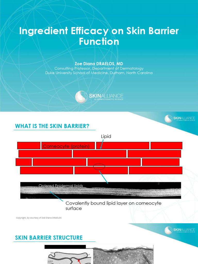 Ingredient Efficacy On Skin Barrier Function | PDF