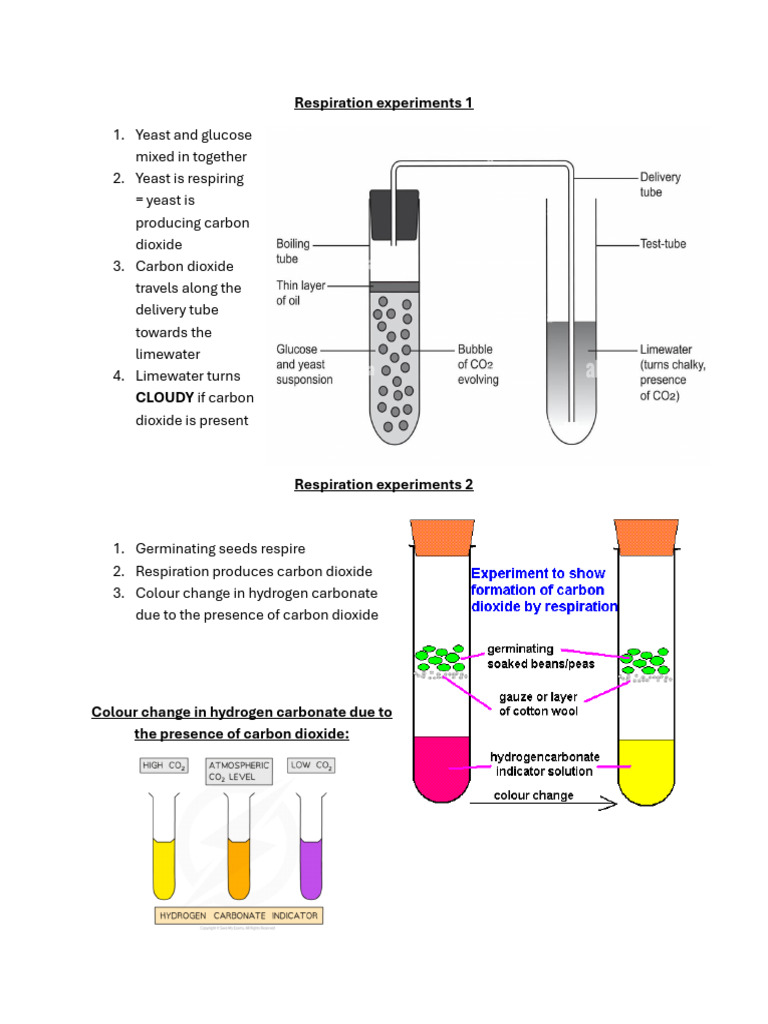 1a8b Respiration Experiments | PDF