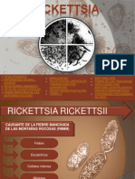 Rickettsia