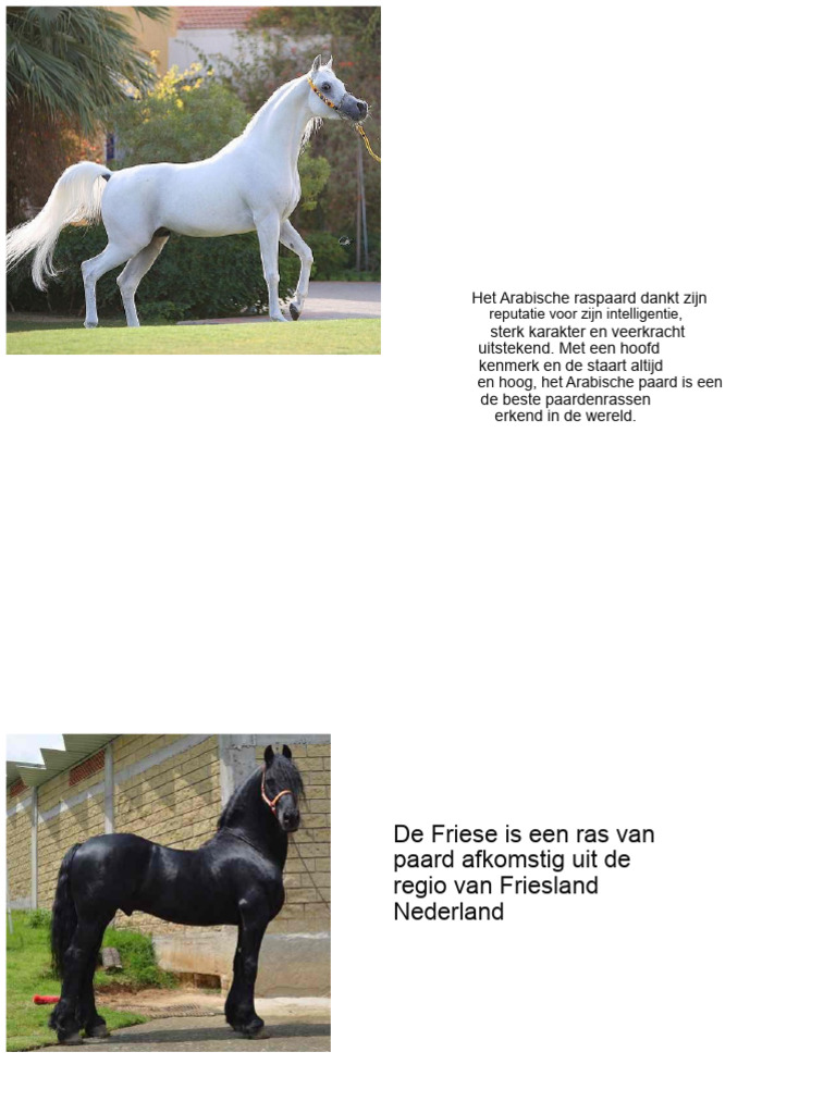 Paardenrassen | PDF