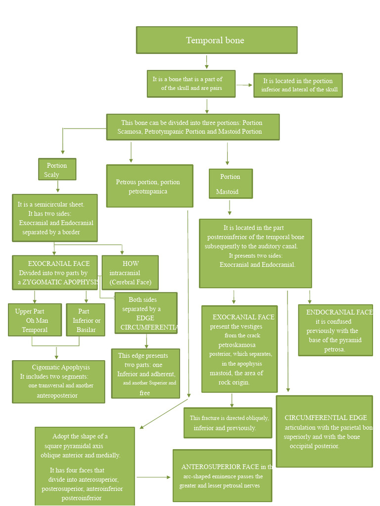Conceptual Map - Temporal Bone... | PDF | Primate Anatomy | Human Anatomy