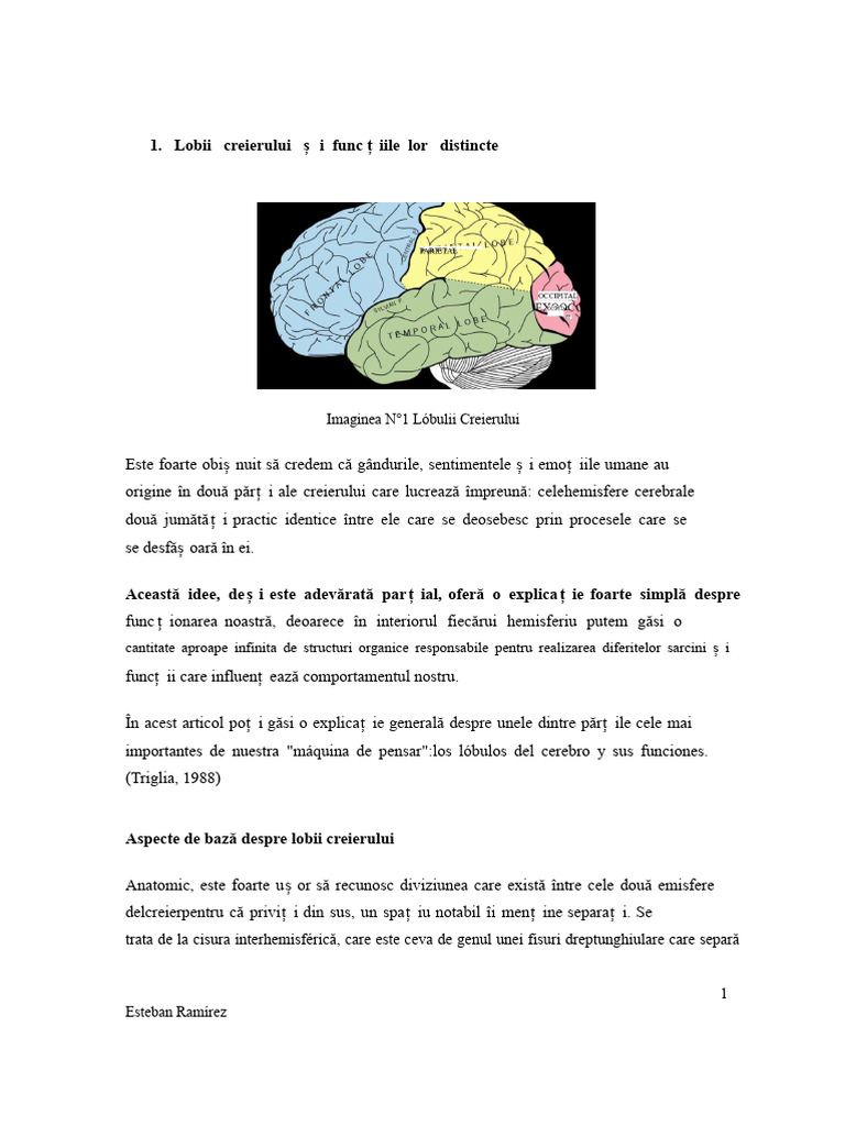 Lobii Creierului Și Funcțiile Lor Diferite | PDF