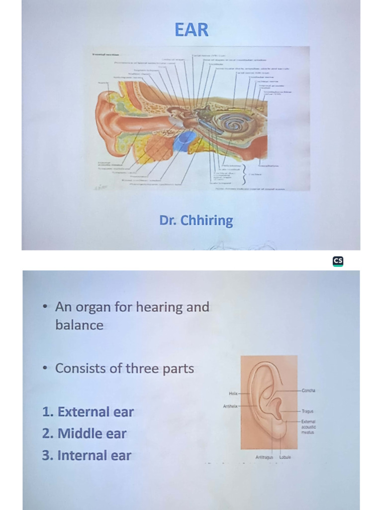 Ear (External and Internal) | PDF