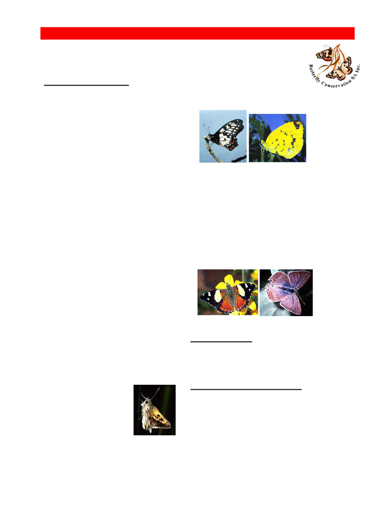 Butterflies Intro | PDF | Butterfly | Pupa