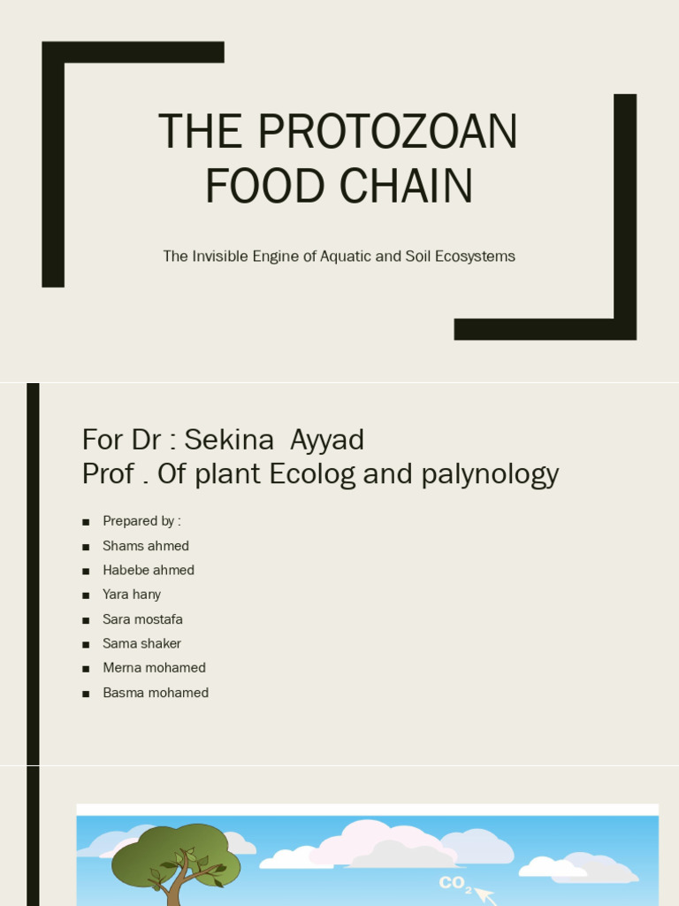 Food Chain of Protozoa | PDF | Protozoa | Plankton