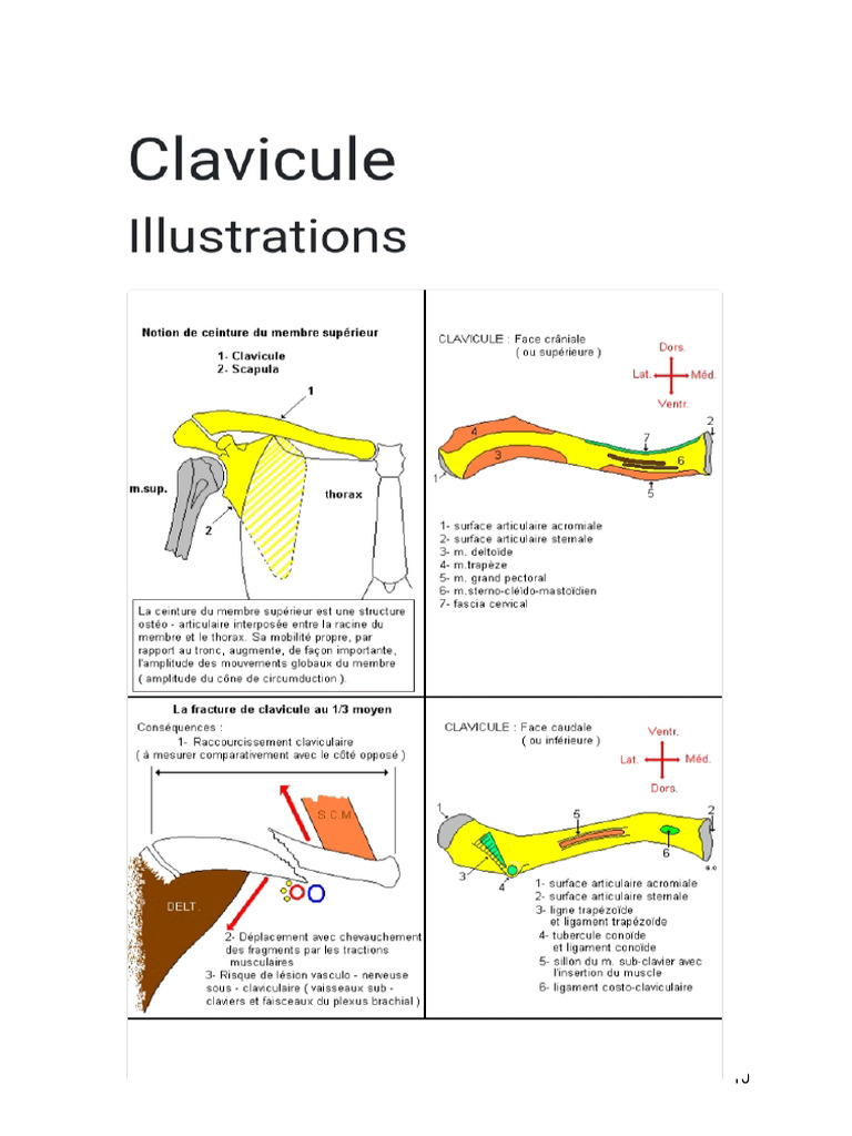 Anatomie et fonction de la clavicule | PDF