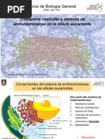 Funciones del RER y REL en células | PDF | Retículo endoplásmico | Rna