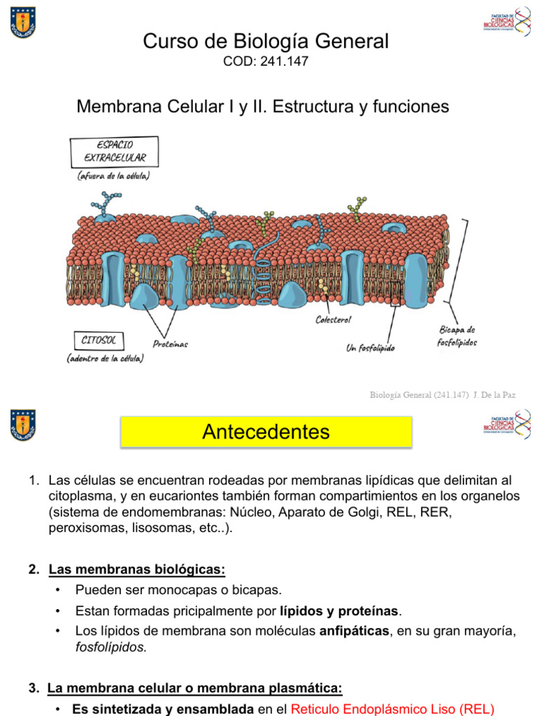 Estructura y Funciones de la Membrana Celular | PDF | Membrana celular ...