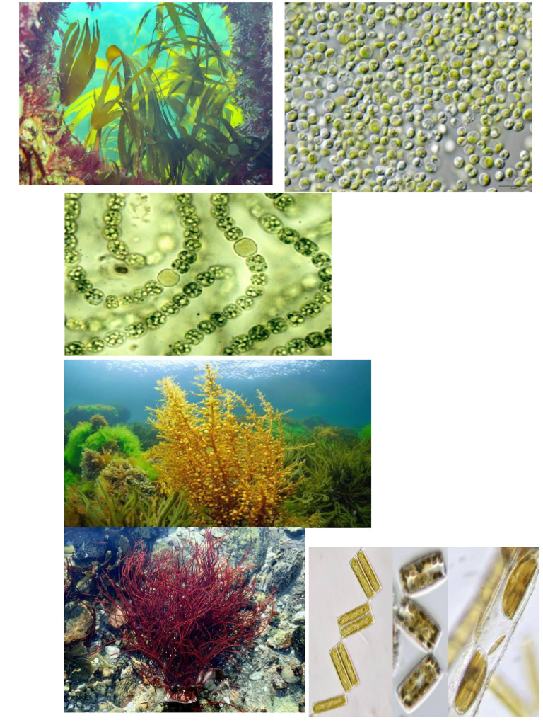 Eco Imp of Algae | PDF