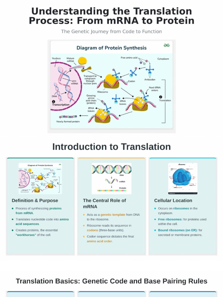 Create A Presentation About The Process of Translation (MRNA To Protein ...