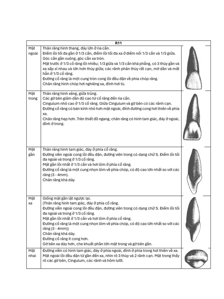 On Tap Mo Ta Cac Mat Cac Rang (1) | PDF