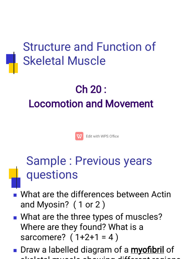 Skeletal Muscle Structure and Function | PDF