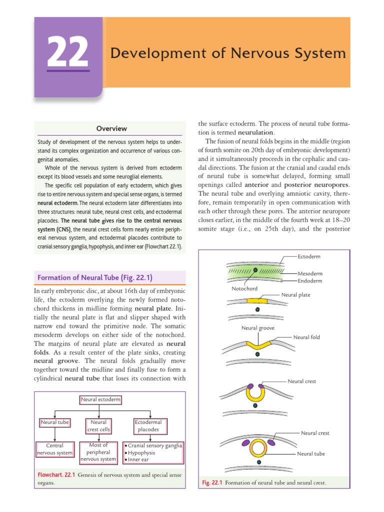 Development of the Nervous System | PDF | Spinal Cord | Nervous System