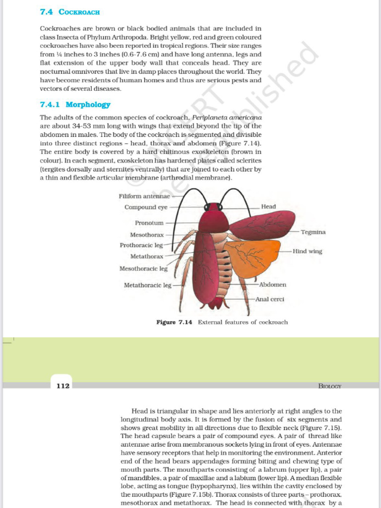 Cockroach (Periplaneta Americana) | PDF