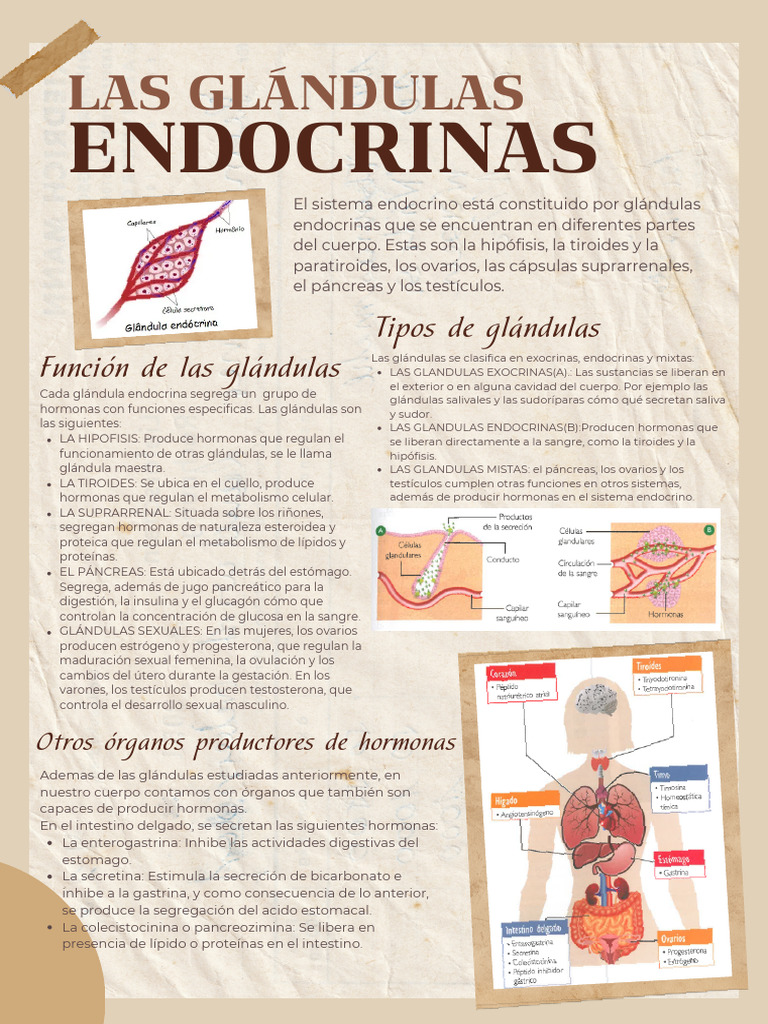 Glándulas Endocrinas y su Función | PDF | Sistema endocrino | Páncreas