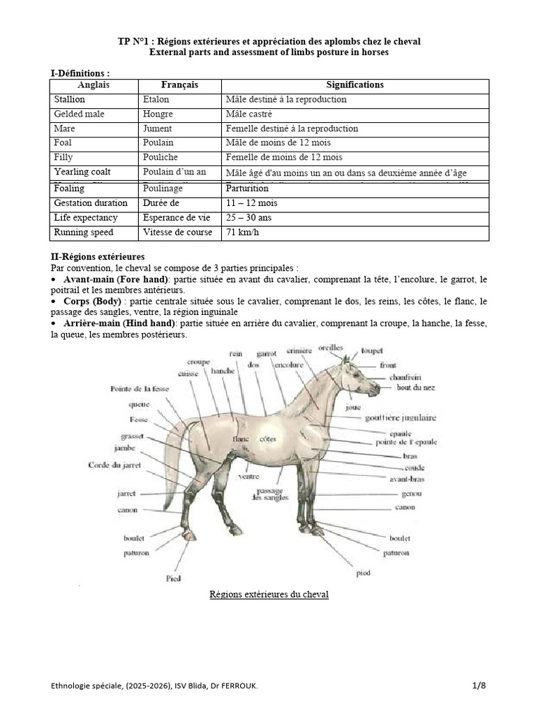 Anatomie et posture du cheval | PDF | Chevaux | Anatomie humaine