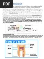 Atlantis IO FLO Compatibility Overview | PDF | Dentistry