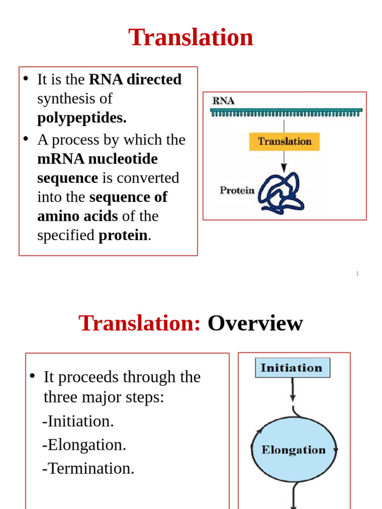Translation Process and Genetic Code | PDF | Translation (Biology ...