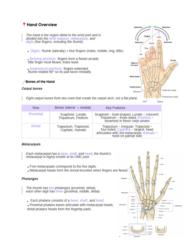 Anatomy of the Human Hand Explained | PDF | Thumb | Hand